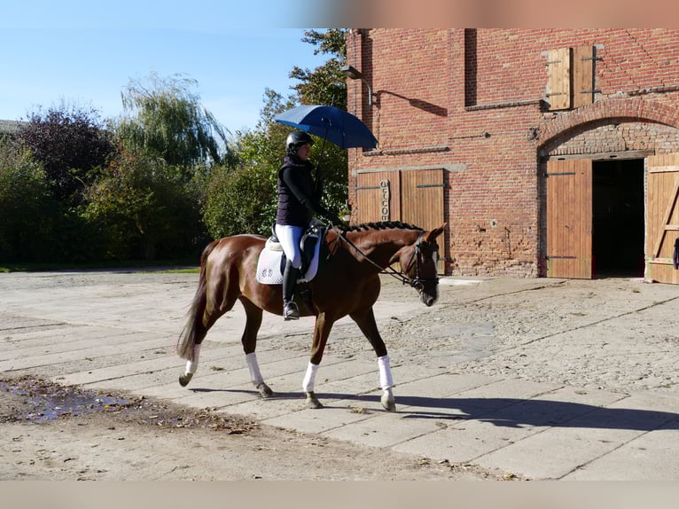 Trakehner Mare 4 years 16 hh Chestnut in Ganschow