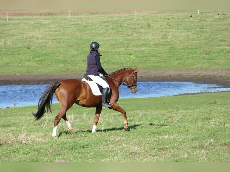 Trakehner Mare 4 years 16 hh Chestnut in Ganschow