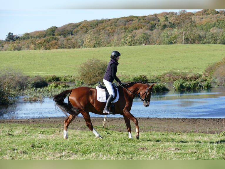 Trakehner Mare 4 years 16 hh Chestnut in Ganschow
