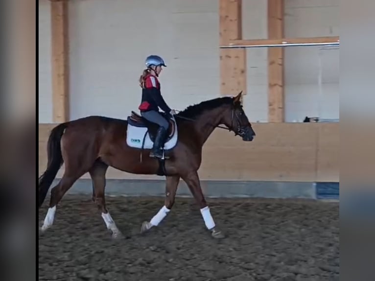 Trakehner Mare 4 years 16 hh Chestnut in Ganschow