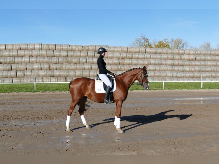 Trakehner Mare 4 years 16 hh Chestnut in Ganschow
