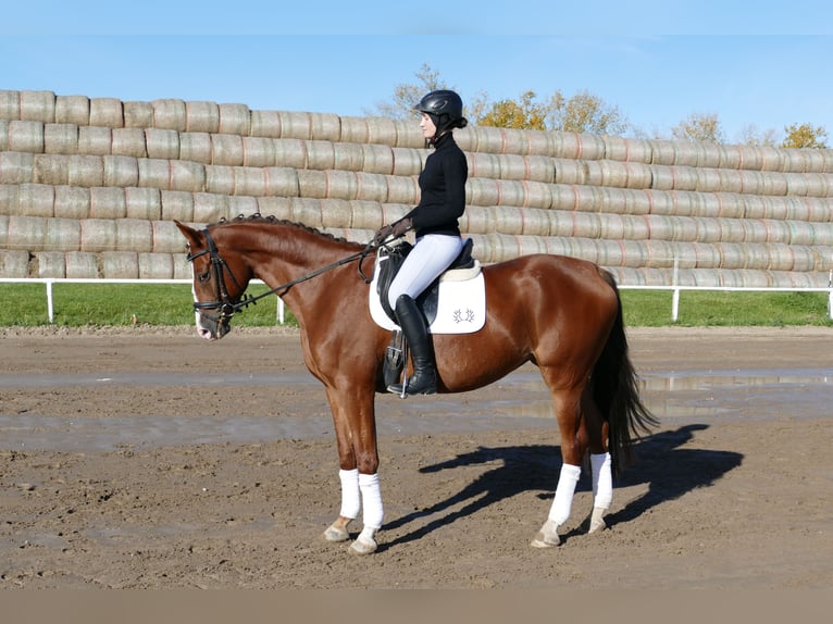 Trakehner Mare 4 years 16 hh Chestnut in Ganschow