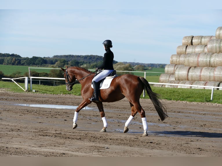 Trakehner Mare 4 years 16 hh Chestnut in Ganschow