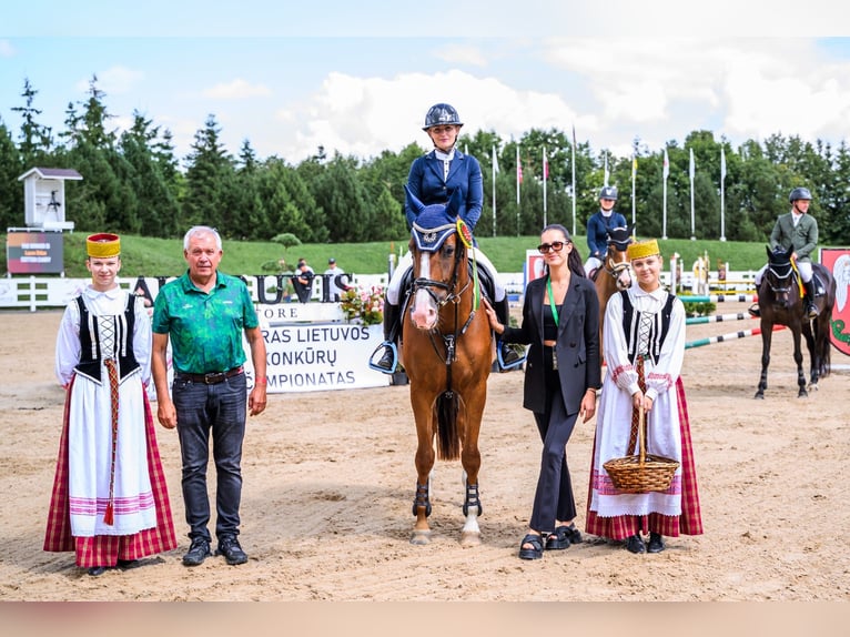 Trakehner Mare 4 years 16 hh Chestnut in Ganschow