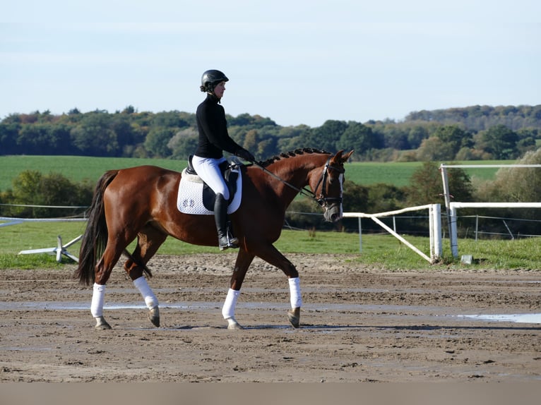 Trakehner Mare 4 years 16 hh Chestnut in Ganschow