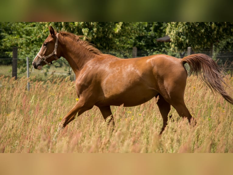 Trakehner Mare 4 years 16 hh in Wandlitz