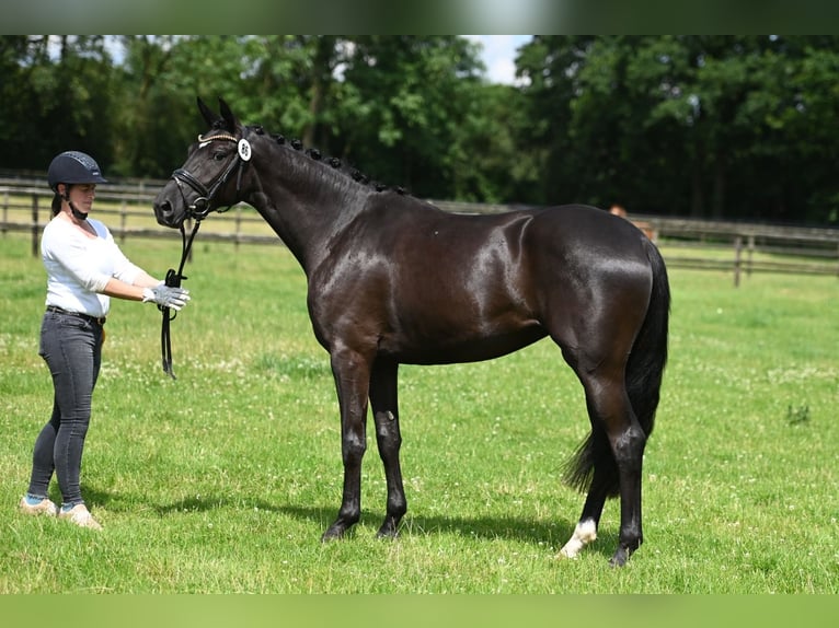 Trakehner Mare 4 years 16 hh Smoky-Black in Senden