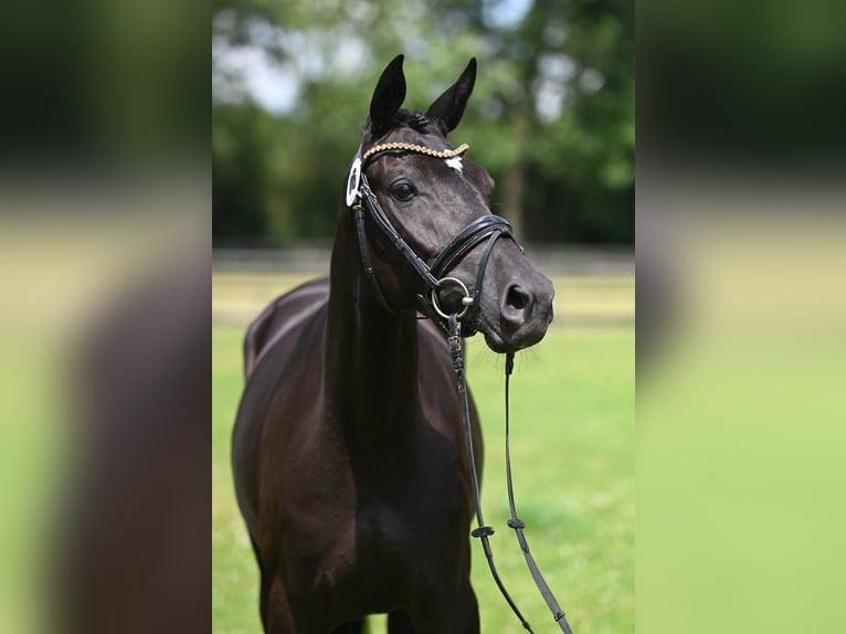 Trakehner Mare 4 years 16 hh Smoky-Black in Senden