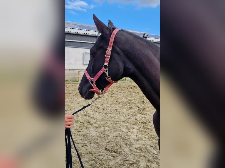 Trakehner Mare 4 years 16 hh Smoky-Black in Ridderkerk