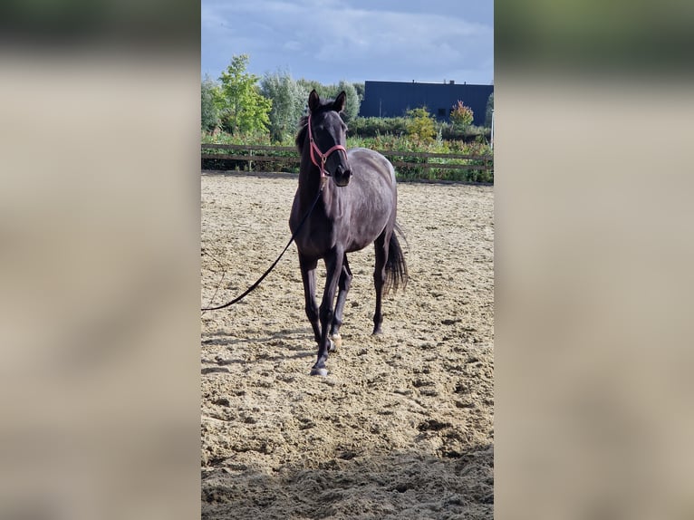 Trakehner Mare 4 years 16 hh Smoky-Black in Ridderkerk