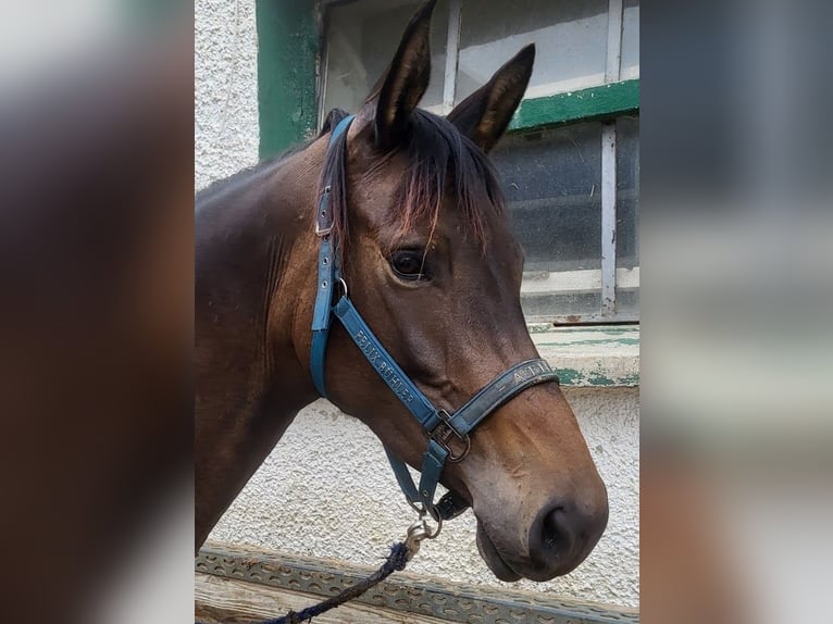 Trakehner Mare 4 years 16,1 hh Bay-Dark in Adelsried