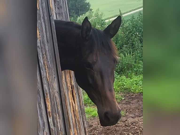 Trakehner Mare 4 years 16,1 hh Bay-Dark in Adelsried
