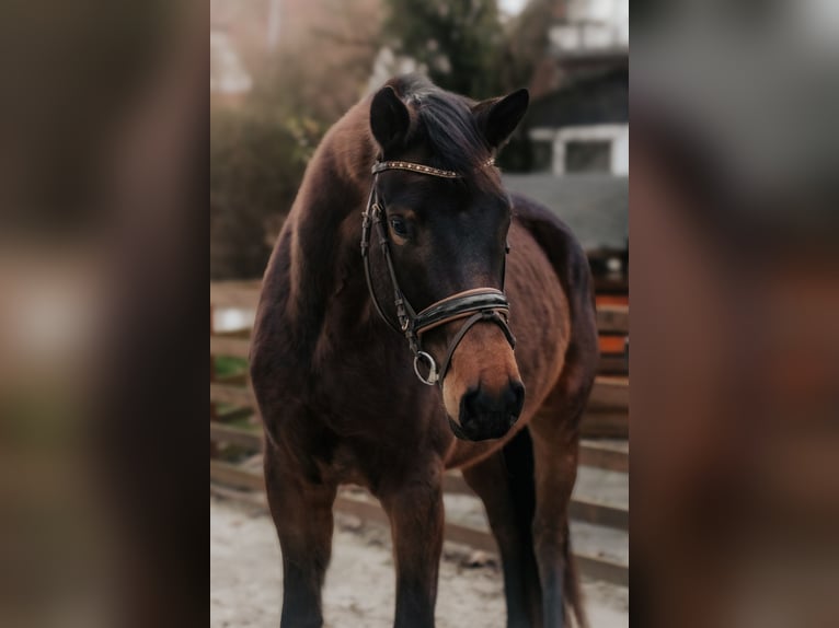Trakehner Mare 4 years 16,1 hh Bay-Dark in Nidderau