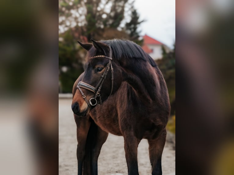 Trakehner Mare 4 years 16,1 hh Bay-Dark in Nidderau