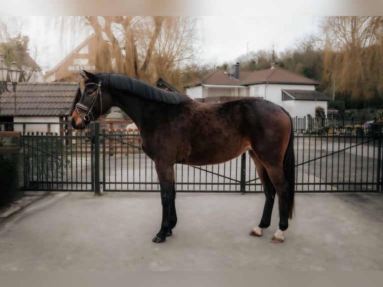 Trakehner Mare 4 years 16,1 hh Bay-Dark in Nidderau