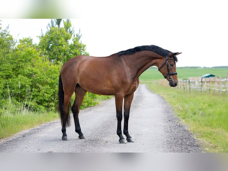 Trakehner Mare 4 years 16,1 hh Bay in Vilnius