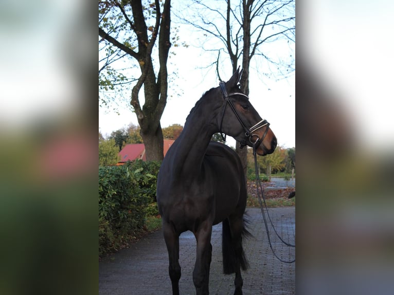Trakehner Mare 4 years 16,1 hh Brown in Ahlerstedt
