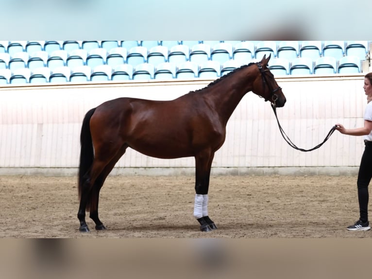Trakehner Mare 4 years 16,1 hh Brown in Randers NV