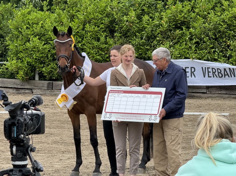 Trakehner Mare 4 years 16,1 hh Brown in Randers NV