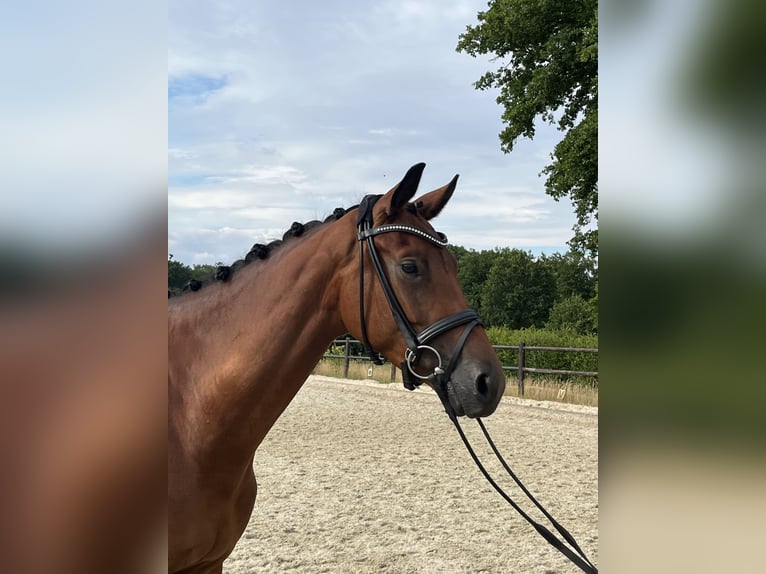 Trakehner Mare 4 years 16,1 hh Brown in Telgte
