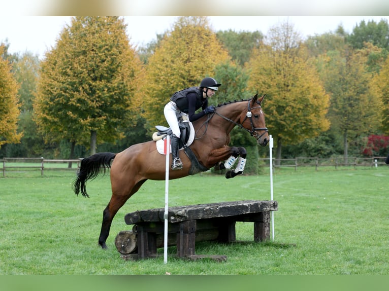 Trakehner Mare 4 years 16,1 hh Brown in Rade