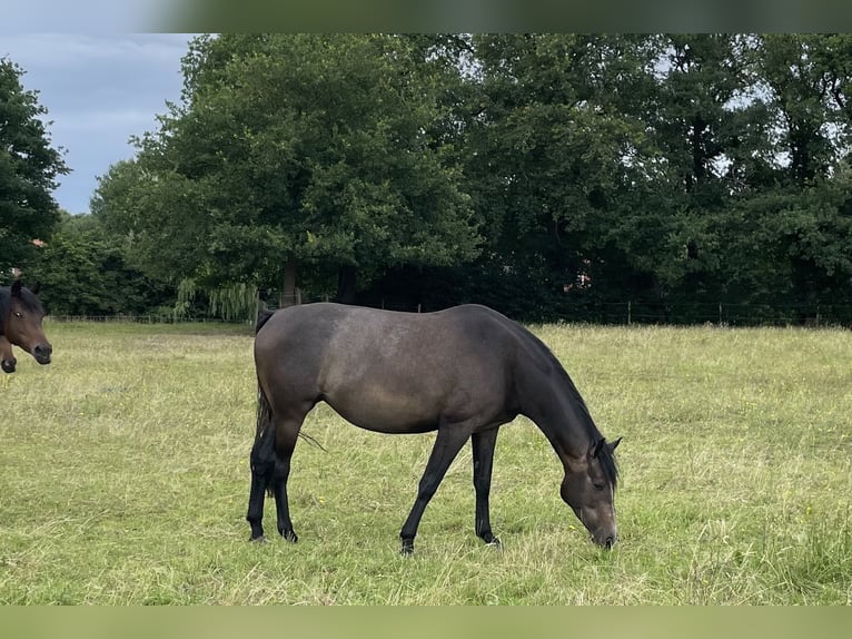 Trakehner Mare 4 years 16,1 hh Can be white in Vechta