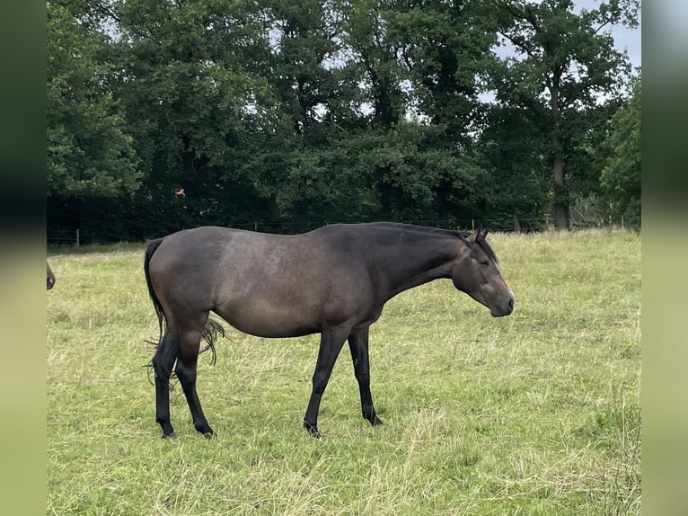 Trakehner Mare 4 years 16,1 hh Can be white in Vechta