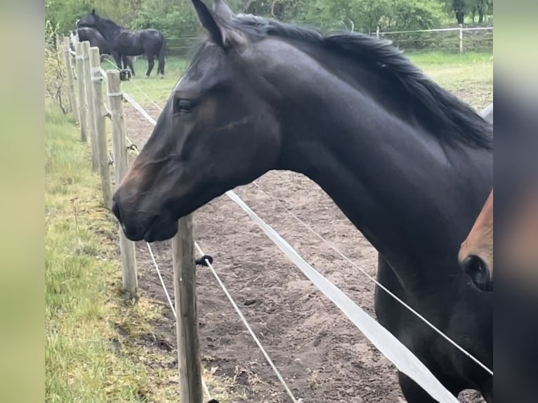 Trakehner Mare 4 years 16,1 hh Can be white in Vechta