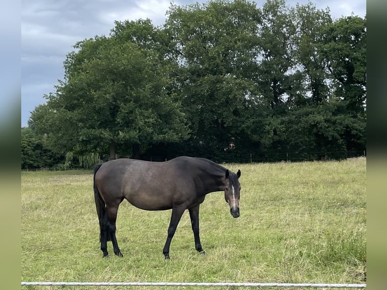 Trakehner Mare 4 years 16,1 hh Can be white in Vechta