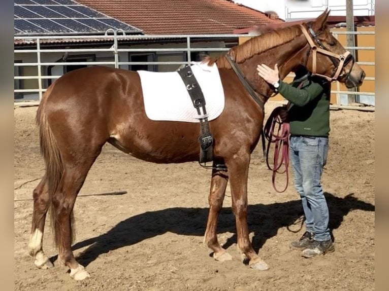 Trakehner Mare 4 years 16,1 hh Chestnut-Red in Waakirchen