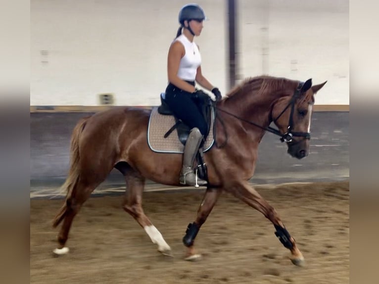 Trakehner Mare 4 years 16,1 hh Chestnut-Red in Waakirchen