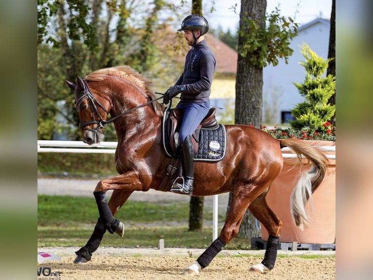 Trakehner Mare 4 years 16,1 hh Chestnut-Red in Waakirchen
