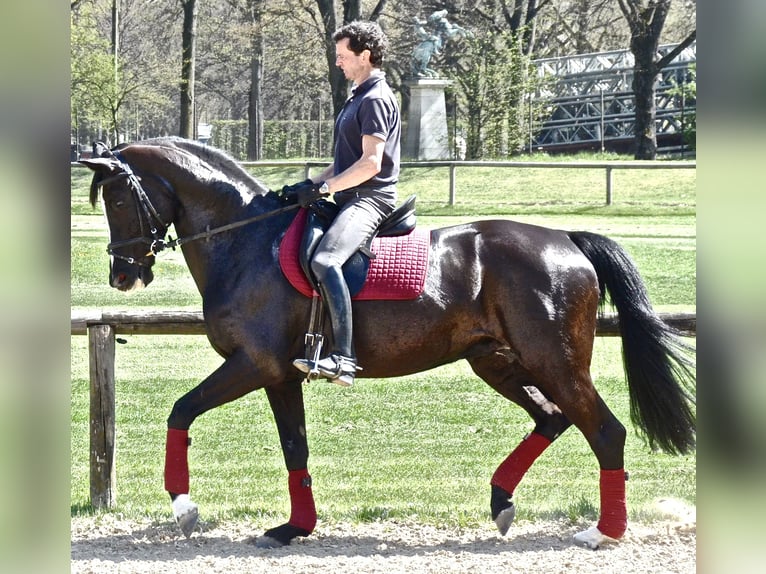 Trakehner Mare 4 years 16,1 hh Chestnut-Red in Waakirchen