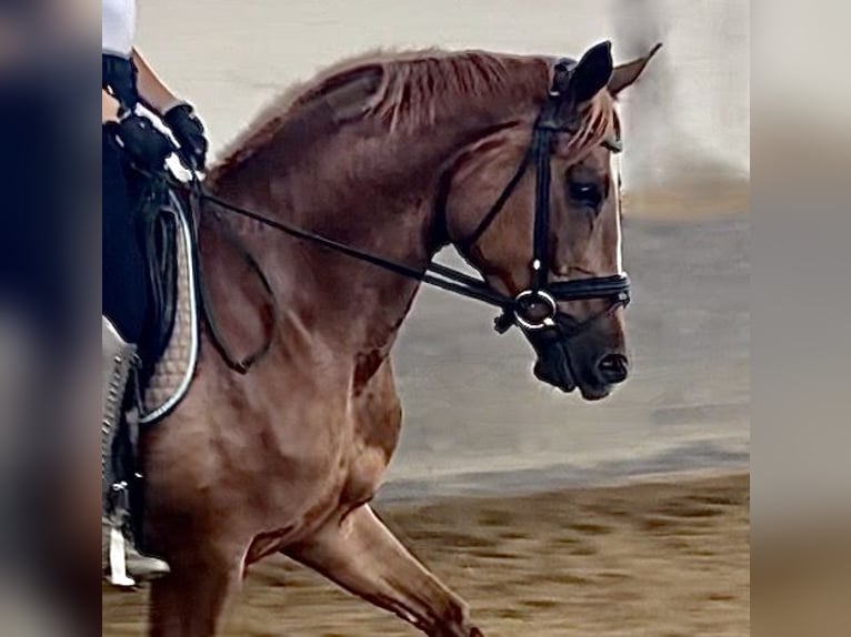 Trakehner Mare 4 years 16,1 hh Chestnut-Red in Waakirchen