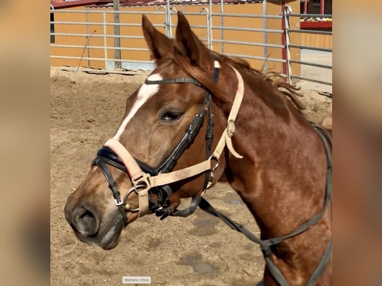Trakehner Mare 4 years 16,1 hh Chestnut-Red in Waakirchen