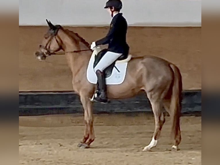 Trakehner Mare 4 years 16,1 hh Chestnut-Red in Waakirchen
