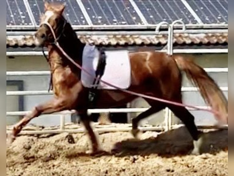 Trakehner Mare 4 years 16,1 hh Chestnut-Red in Waakirchen