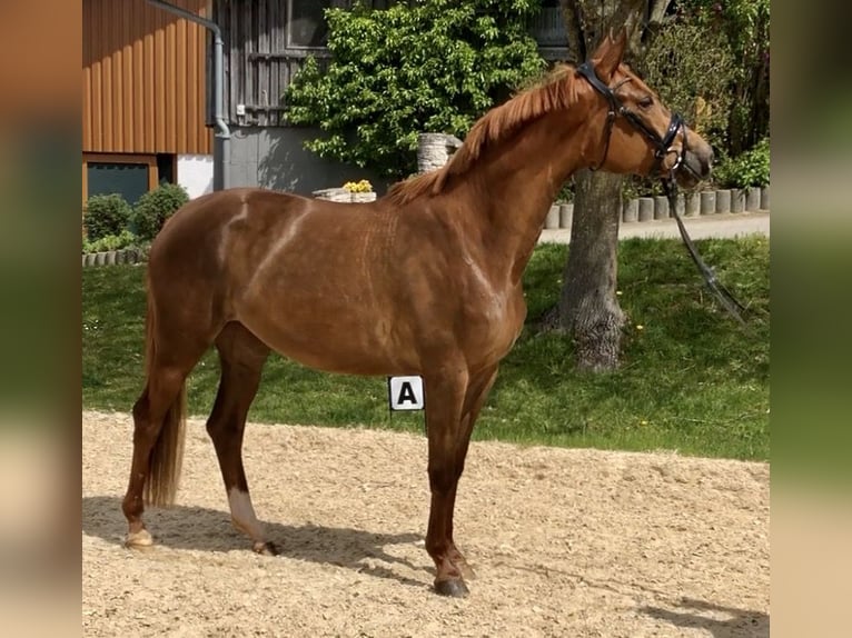 Trakehner Mare 4 years 16,1 hh Chestnut-Red in Waakirchen