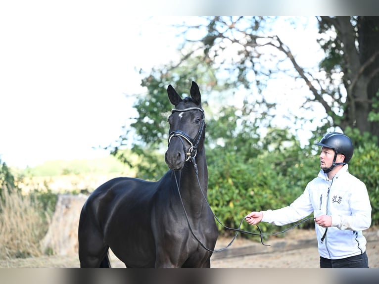 Trakehner Mare 4 years 16,1 hh Smoky-Black in Suhlendorf