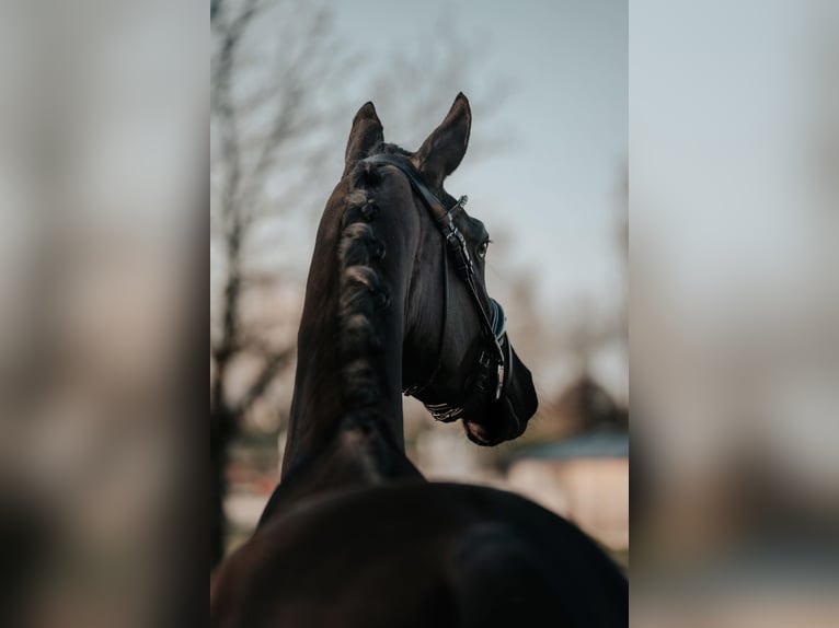 Trakehner Mare 4 years 16,2 hh Black in Skals