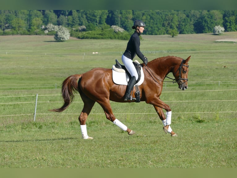 Trakehner Mare 4 years 16,2 hh Chestnut-Red in Ganschow