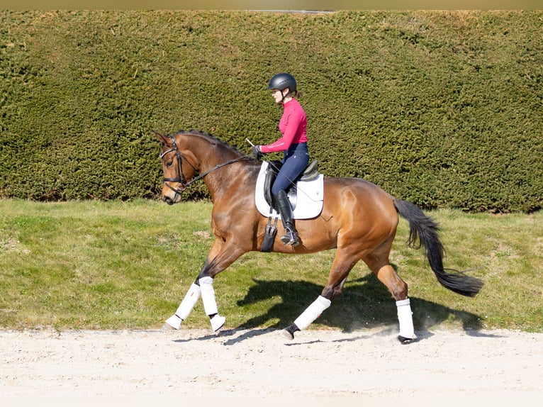 Trakehner Mare 4 years 16,2 hh in Wolfhagen