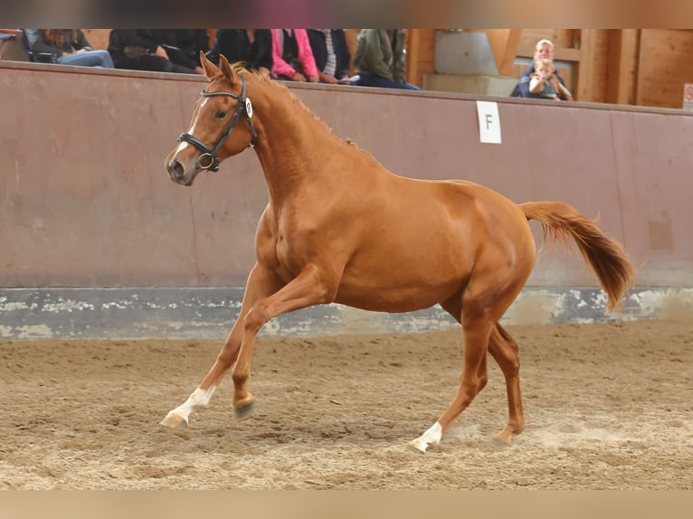 Trakehner Mare 4 years Chestnut-Red in Soltendieck