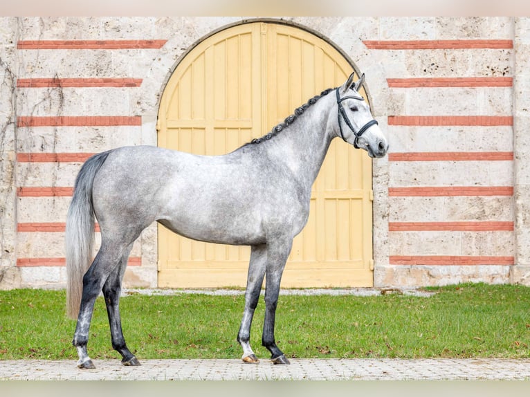 Trakehner Mare 4 years Grey in Gomadingen
