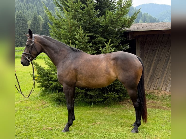 Trakehner Mare 5 years 15.2 hh Bay-Dark in Oberzeiring