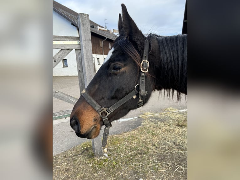 Trakehner Mare 5 years 15,2 hh Bay-Dark in Rott