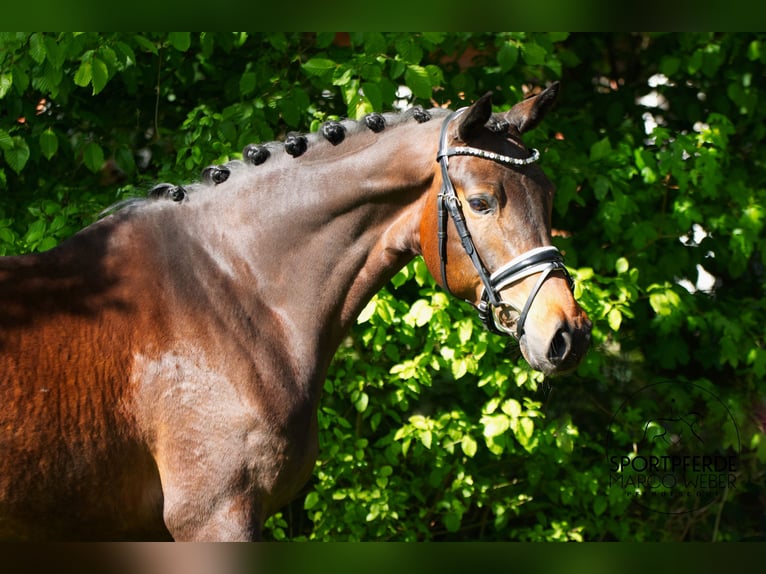 Trakehner Mare 5 years 15.3 hh Bay-Dark in Ennigerloh