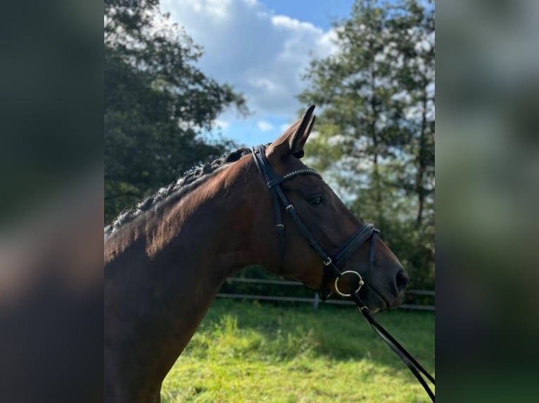 Trakehner Mare 5 years 15.3 hh Brown in Dannenberg (Elbe) Klein Heide