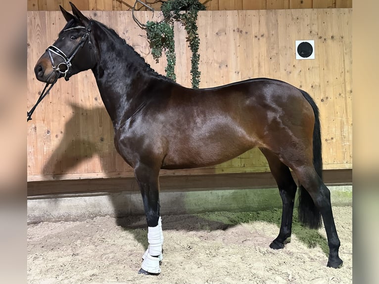 Trakehner Mare 5 years 15,2 hh Bay-Dark in Riedlingen