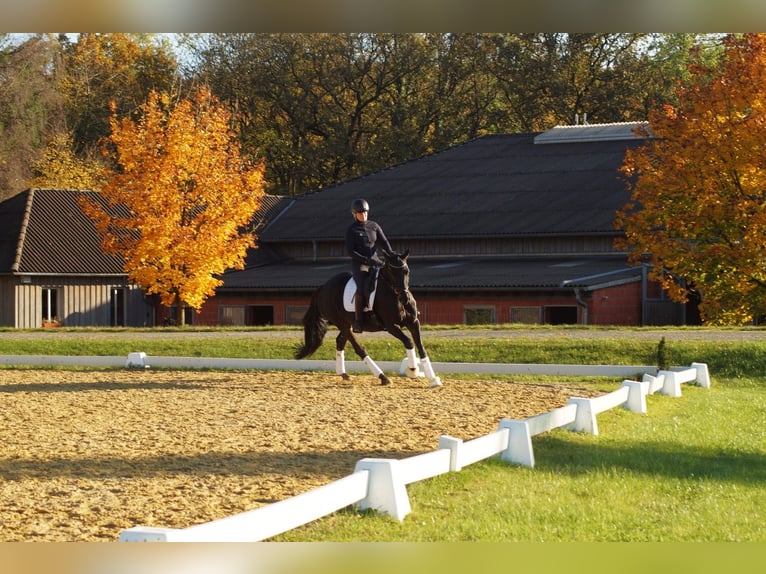 Trakehner Mare 5 years 16,1 hh Bay-Dark in Bodenfelde